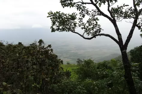 Promenade dans la plantation d'épices, Periyar - Inde - 