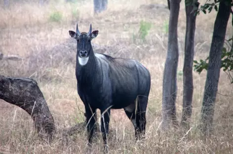 Antilope Nilgaut dans le Parc National Kanha- Inde - 