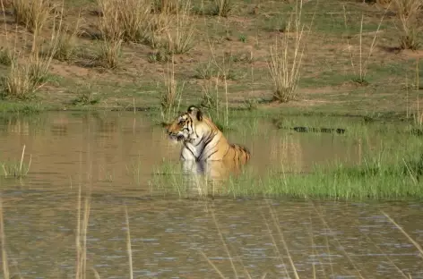 Tigre du Bengale dans le Parc National Bandhavgarh - Inde - 