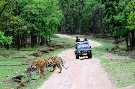 Safari dans le Parc National Pench - Inde - 