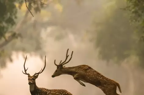 Cerfs dans le Parc National Kanha - Inde - 