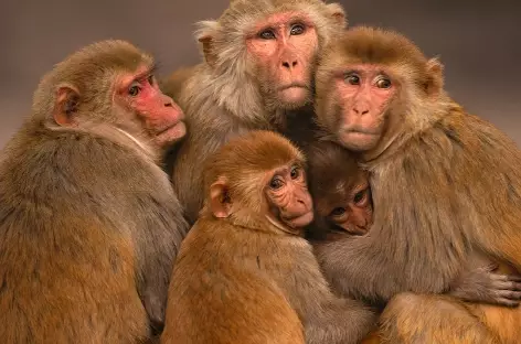 Famille de macaques dans le Parc National Kanha - Inde - 
