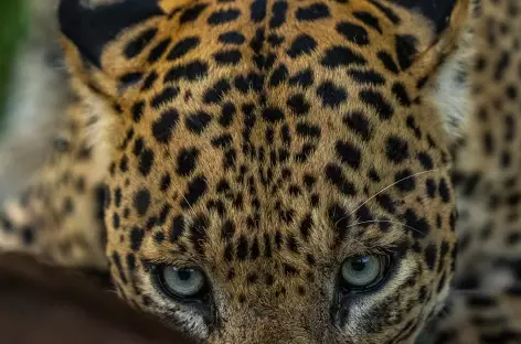 Léopard dans le Parc National Bandhavgarh - Inde - 