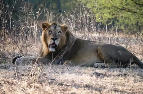 Lion d'Asie, Gir - Inde - 