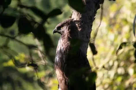 Aigle, Gir - Inde - 