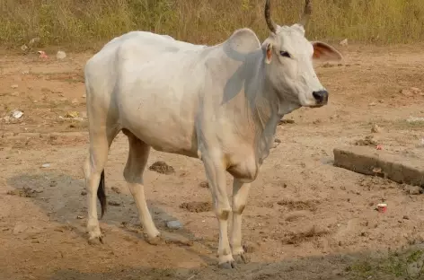 Vache, animal sacré