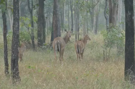 Parc National de Panna