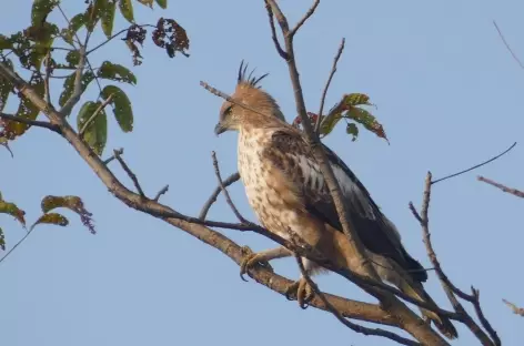 Parc National de Panna