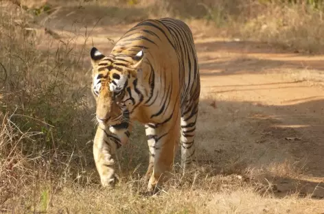 Parc National de Panna