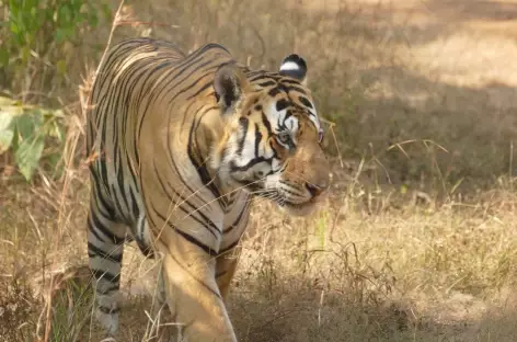Parc National de Panna