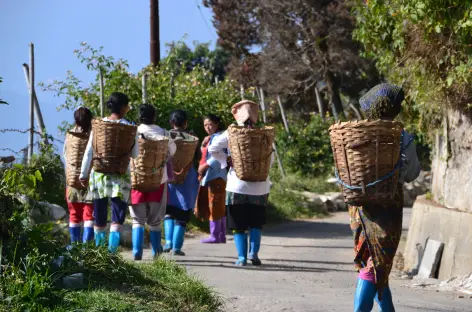 Cueilleuses de thé, Darjeeling