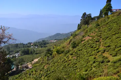 Champs de thé, Darjeeling