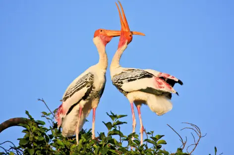 Oiseaux - Inde du sud