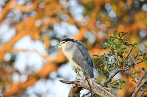 Oiseaux - Inde du sud
