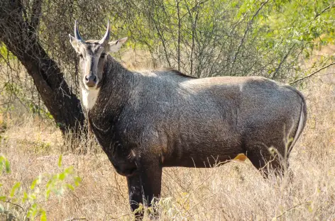 Nilgai, plus grande antilope d'Asie, Parc national de Gir - Inde - 