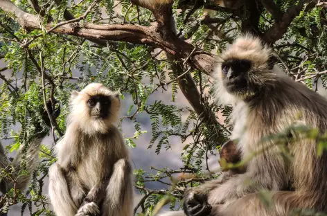 Animaux lors d'un safari