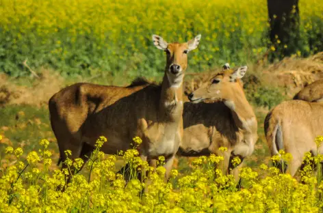 Animaux lors d'un safari
