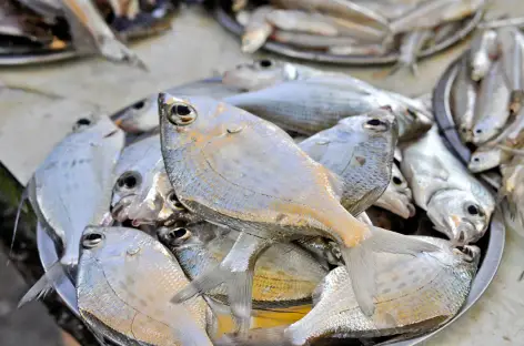 Marché aux poissons à Diu - Gujarat