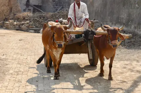 Transport local - Gujarat