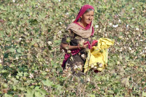 Récolte du coton - Gujarat