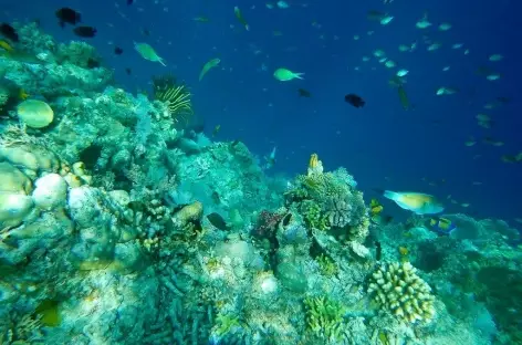Les raja Ampat, un aquarium polychrome - Indonésie