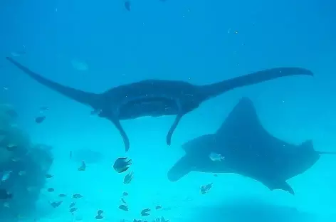 Balaie de raies mantas, Raja Ampat - Indonésie