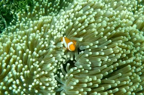 Poisson-clown, Raja Ampat - Indonésie