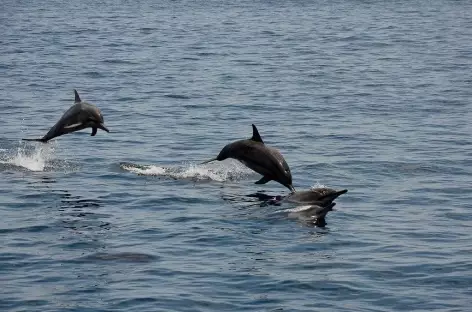 Dauphins jouant autour du bateau, Raja Ampat  - Indonésie