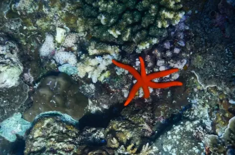 Snorkeling, Raja Ampat - Indonésie