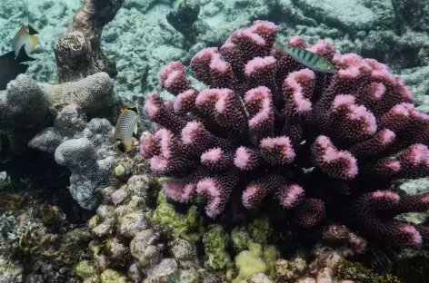 Corail, Raja Ampat - Indonésie