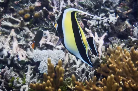 Snorkeling, Raja Ampat - Indonésie