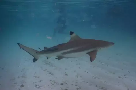 Requins,  Raja Ampat - Indonésie