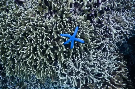 Snorkeling, Raja Ampat - Indonésie