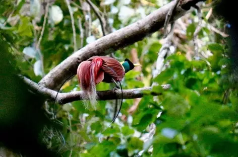 Oiseau du paradis ou paradisier, Raja Ampat - Indonésie
