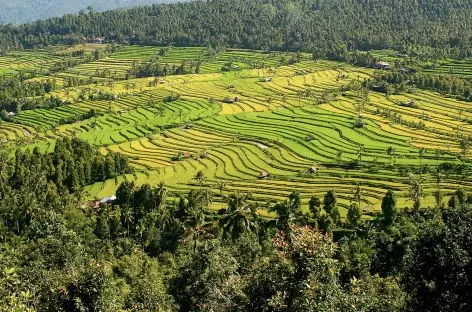 Rizières en terrasses de Munduk, Bali - Indonésie - 