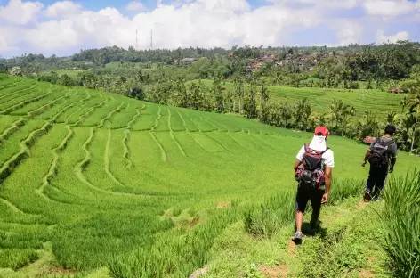 Océan de rizières vers Belimbing, Bali - Indonésie - 