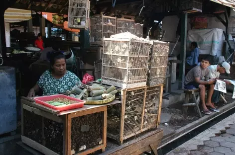 Marché aux oiseaux de Jogja, Java - Indonésie - 