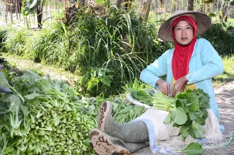 Marche vers les plantations de Tawangmangu, Java - Indonésie