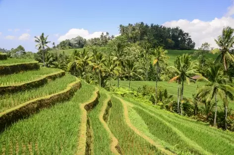Rizières en terrasses de Belimbing, Bali - Indonésie - 
