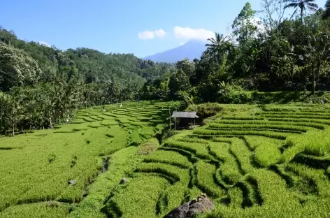 Rizières en terrasses entre Belimbing et Pujungan, Bali - Indonésie