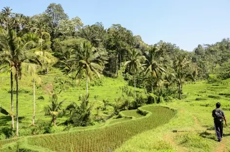 Vers le village de Belimbing, Bali - Indonésie