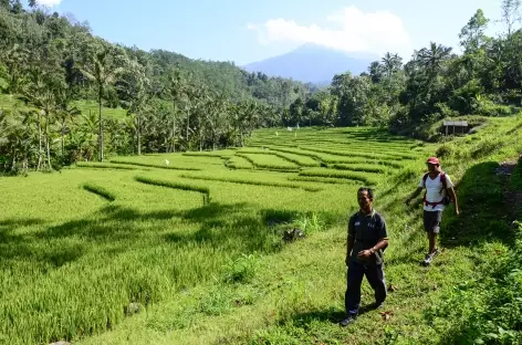 Marche dans les rizières de Belimbing, au loin le volcan Batukaru, Bali - Indonésie