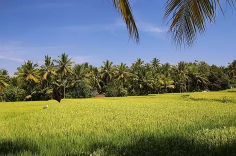 Dans les environs d'Ubud, Bali - Indonésie - 