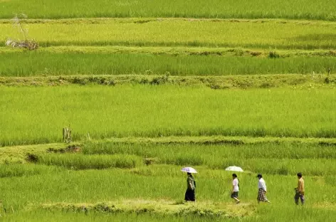 Rizières au nord de Rantepao, Sulawesi - Indonésie