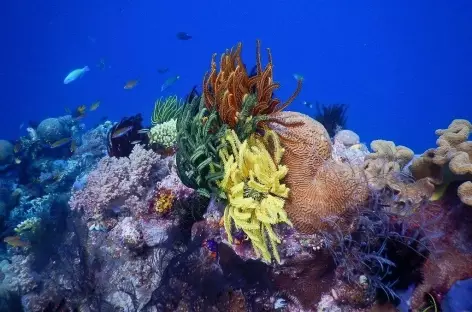 Un aquarium polychrome - Indonésie