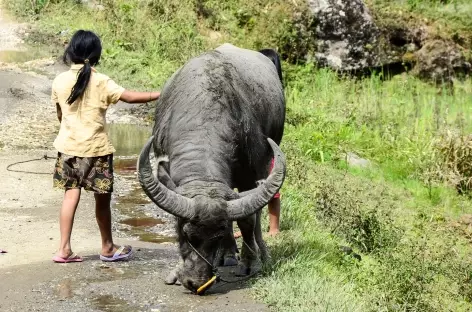 Dans la campagne toraja, Sulawesi - Indonésie