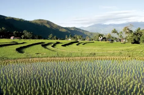 Belles rizières au nord de Rantepao, Sulawesi - Indonésie