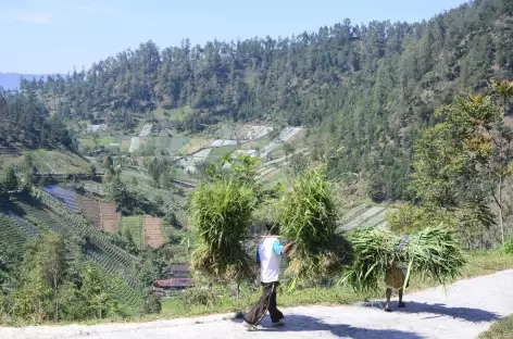 Marche vers les plantations de Tawangmangu, Java - Indonésie