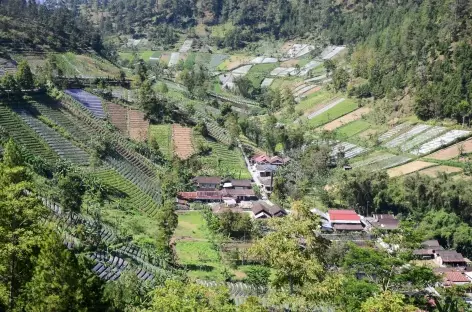 Marche vers les plantations de Tawangmangu, Java - Indonésie