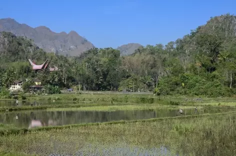 Campagne toraja vers le Mont Kandora